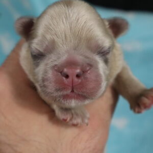 Fluffy Merle Fawn Boy (Fez)